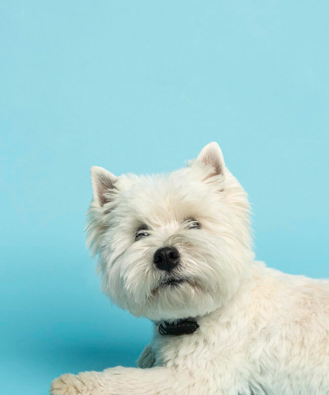 Terapias Tópicas no Manejo de Infecções Cutâneas em Cães