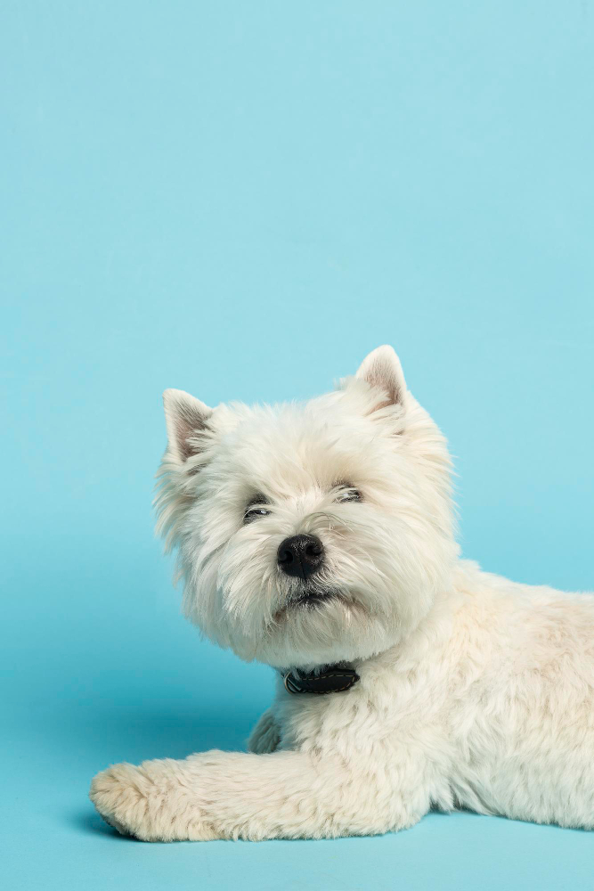 Terapias Tópicas no Manejo de Infecções Cutâneas em Cães: Avanços e Desafios