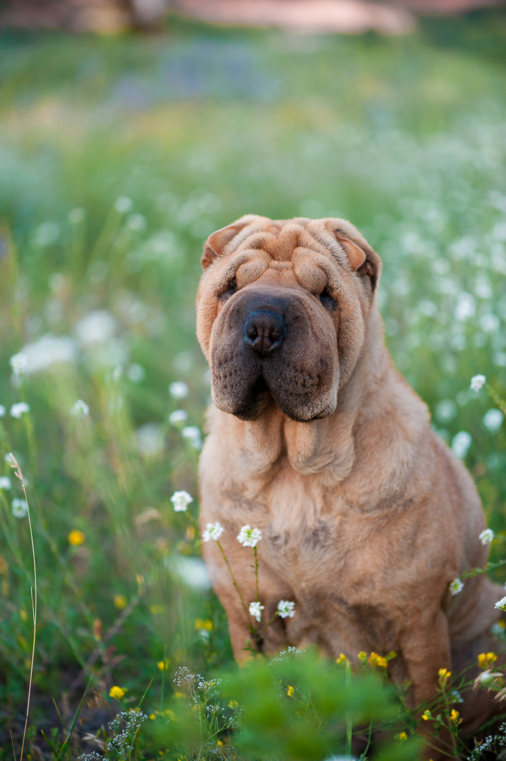 Fluconazol e Itraconazol no Tratamento da Dermatite por Malassezia em Cães: Evidências Atualizadas